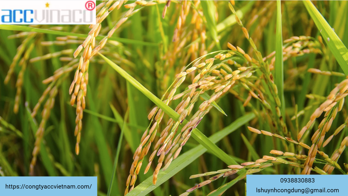 Tự công bố sản phẩm gạo