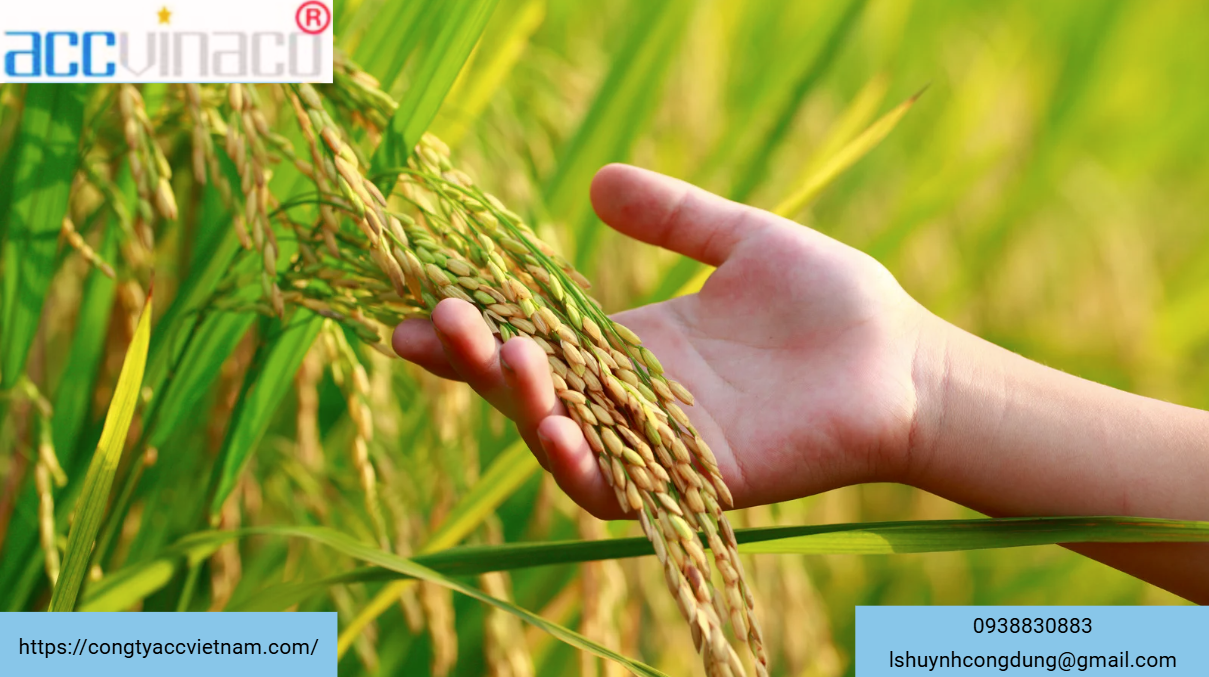 Giấy phép xuất khẩu gạo