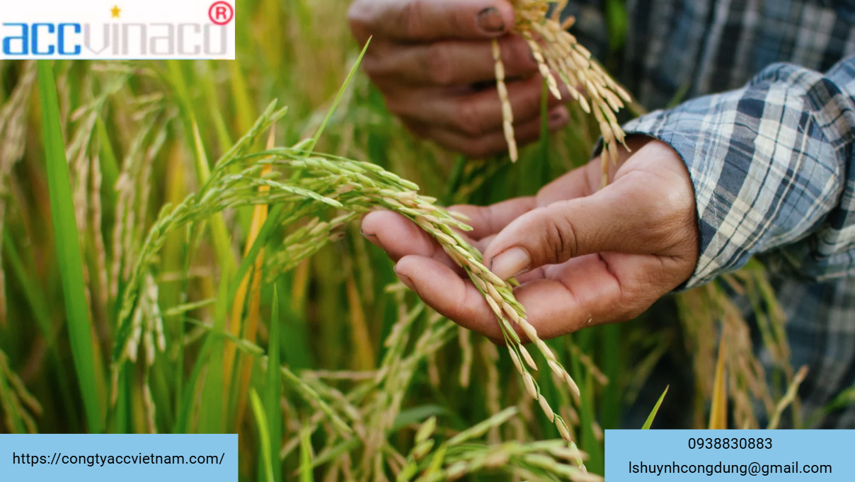 Giấy phép xuất khẩu gạo